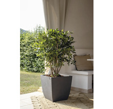 De afbeelding toont een struik in een donkere plantenbak, die op een tapijt buiten staat.