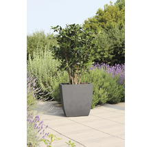 In de tuin staat een boom in een grijze plantenbak.