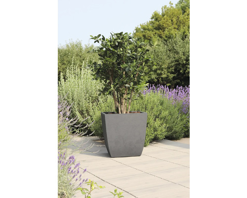 In de tuin staat een boom in een grijze plantenbak.