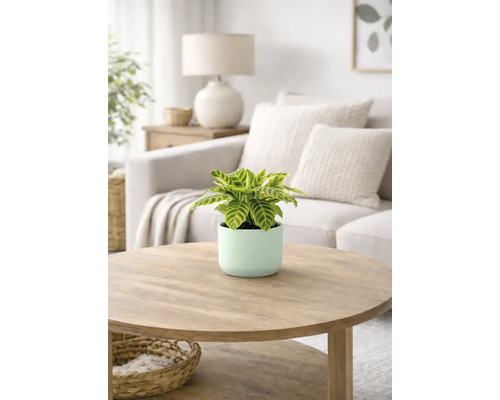 Kamerplant in een bloempot op een salontafel in een woonkamer.