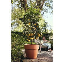 Citroenboom in pot in de tuin, vrouw zit op de achtergrond