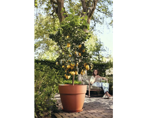 Citroenboom in pot in de tuin, vrouw zit op de achtergrond