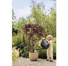 Een kind geeft een Japanse esdoorn in een pot water met een gieter in de tuin.