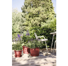 Drie plantenbakken met planten op een terras