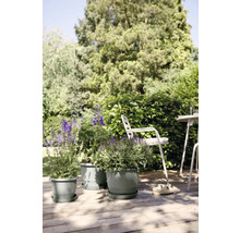 Drie planten in potten op een houten terras met tuinmeubelen op de achtergrond.