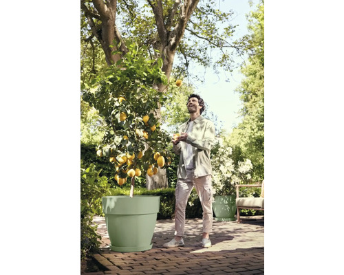 Een man jongleert met citroenen naast een citroenboom in een pot buiten.