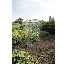 Tomatenplant in tomatenkas op een veld