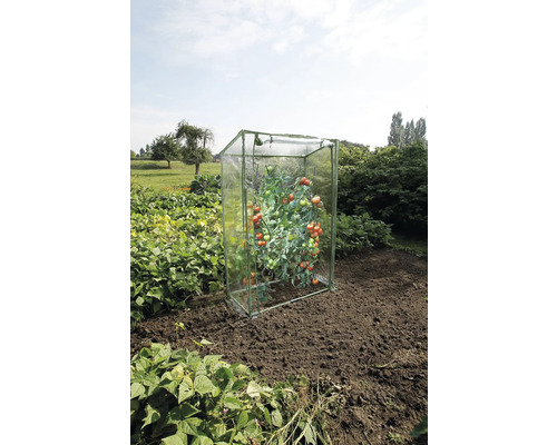 Tomatenplant in tomatenkas op een veld