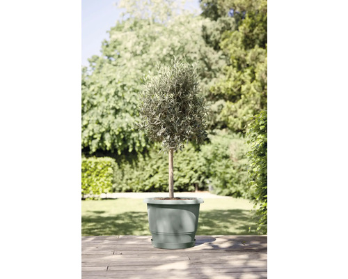 Olijfboom in pot voor buiten