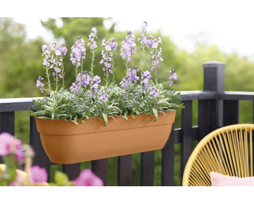 Bloembak met paarse bloemen op een balkon