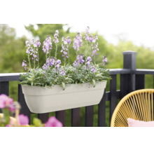 Bloembak met paars bloeiende bloemen op een balkonreling