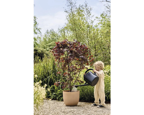 Kind giet esdoorn in plantenbak met een gieter in de tuin.