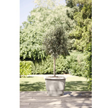 Olijfboom in pot voor de tuin