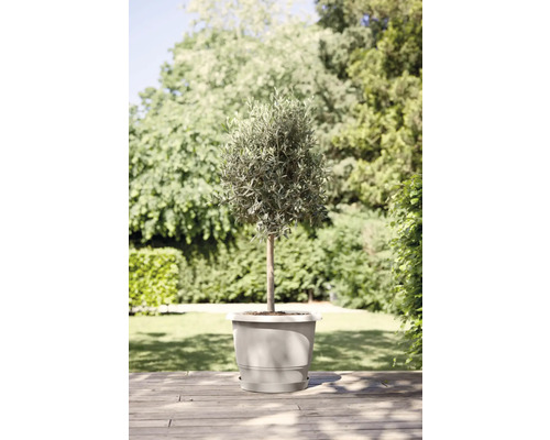 Olijfboom in pot voor de tuin