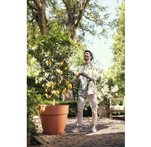 Een man jongleert met citroenen naast een citroenboom in pot in de tuin.