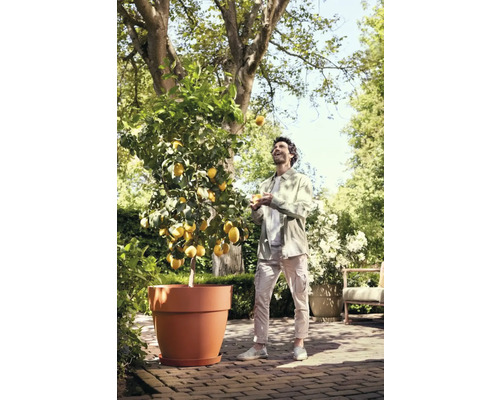 Een man jongleert met citroenen naast een citroenboom in pot in de tuin.