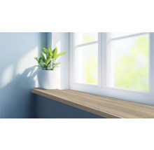 Vensterbank met potplant voor een raam