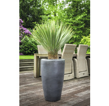Yucca palm in een grijze plantenbak voor buiten