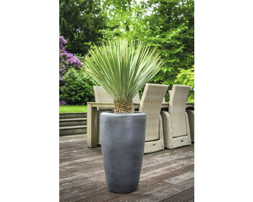Yucca palm in een grijze plantenbak voor buiten