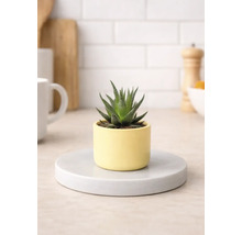 Kamerplant Haworthia in pot op schotel