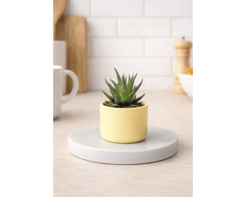 Kamerplant Haworthia in pot op schotel