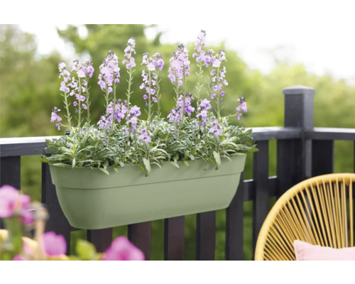 Bloembak met paarse bloemen aan balkonreling