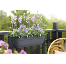 Balkonbak met bloeiende bloemen aan de reling