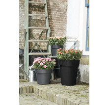 Bloemstuk met rozen in plantenbakken van verschillende grootte voor bakstenen muur en ladder.