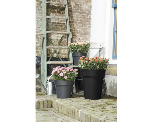 Bloemstuk met rozen in plantenbakken van verschillende grootte voor bakstenen muur en ladder.