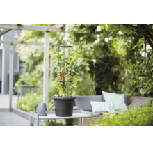 Tomatenplant met klimhulp in een pot op een tuintafel in de tuin.