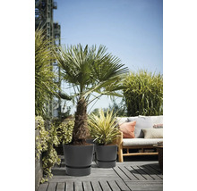 Buitenruimte met palm en Yucca-palm in potten op een houten terras.
