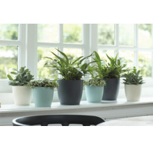 Diverse kamerplanten in potten op een vensterbank.