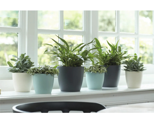 Diverse kamerplanten in potten op een vensterbank.