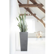 Hoge grijze plantenbak met Sansevieria in een lichte, moderne kamer met houten balken aan het plafond.