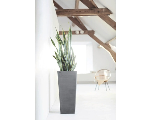Hoge grijze plantenbak met Sansevieria in een lichte, moderne kamer met houten balken aan het plafond.