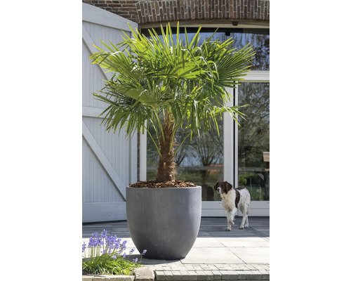 Chinese waaierpalm in plantenbak in de tuin