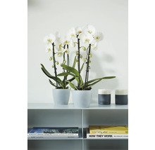 Twee witte orchideeën in potten op een plank