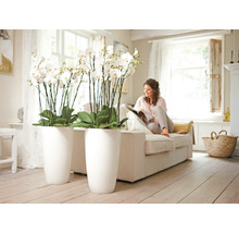 Woonkamer met orchideeën in hoge plantenbakken en een vrouw op een bank