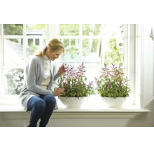 Vrouw bekijkt kamerplanten in witte plantenbakken op een vensterbank