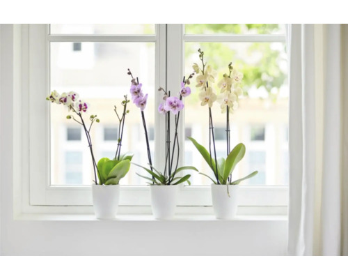 Drie orchideeën in witte potten op een vensterbank.