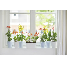 Vensterbank met orchideeën in potten