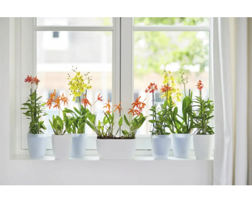 Vensterbank met orchideeën in potten