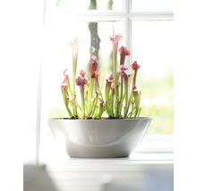 Vleesetende plant in een pot op een vensterbank