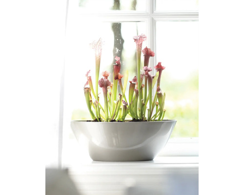 Vleesetende plant in een pot op een vensterbank