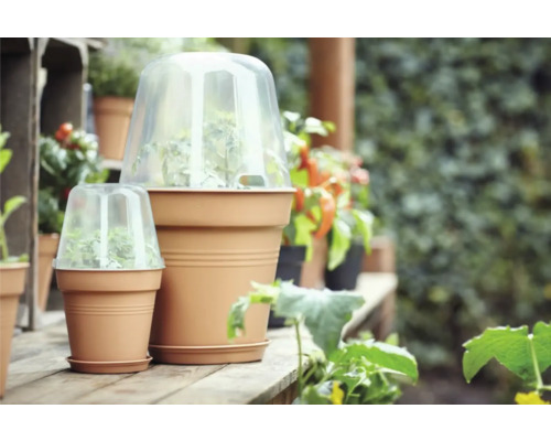 Twee plantenpotten met kweekkappen op een houten oppervlak
