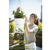 Vrouw bekijkt een hangende plantenbak met een Mandevilla plant op een terras.