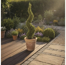 Tuinscene met een spiraalvormige cipres in een pot op een houten terras