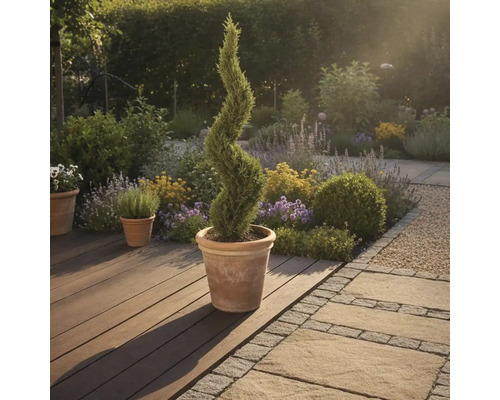 Tuinscene met een spiraalvormige cipres in een pot op een houten terras