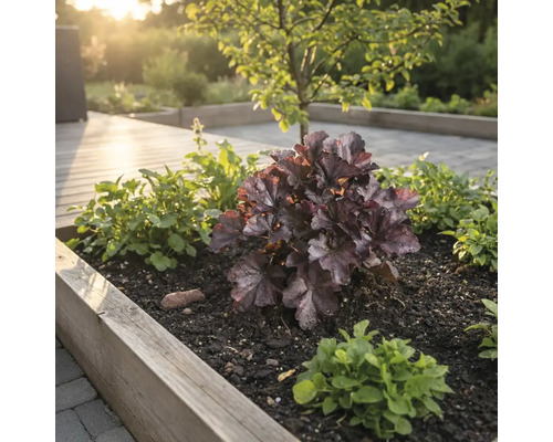 Bloembed met purperklokje en bodembedekkers in een tuin