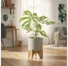 Monstera kamerplant in een pot met houten voet in een lichte kamer
